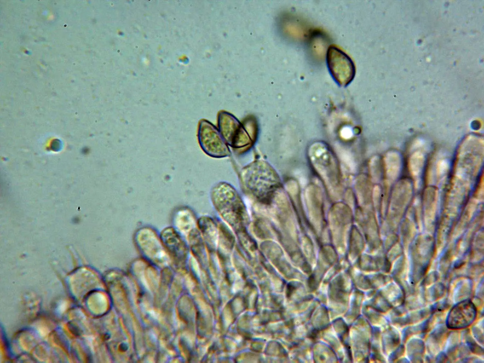 10 - Basidios tetrasporicos